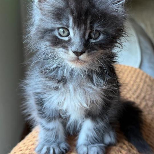 kätzchen Maine Coon Nova House of Lakisha