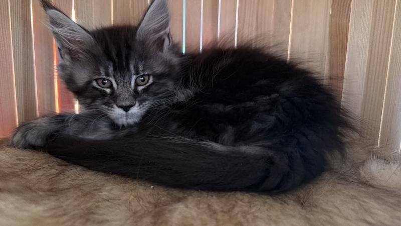Nova Weiblich Maine Coon