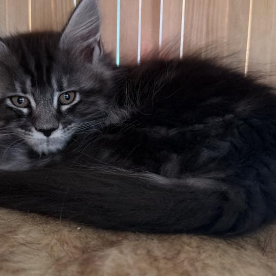 kätzchen Maine Coon Nova House of Lakisha