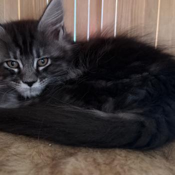 kätzchen Maine Coon Nova House of Lakisha