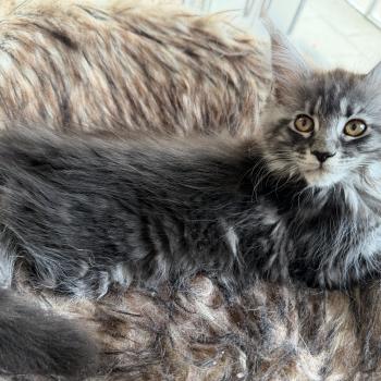 kätzchen Maine Coon Nova House of Lakisha