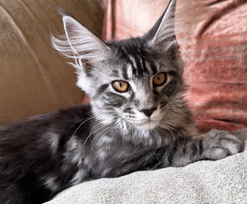 Nova Weiblich Maine Coon