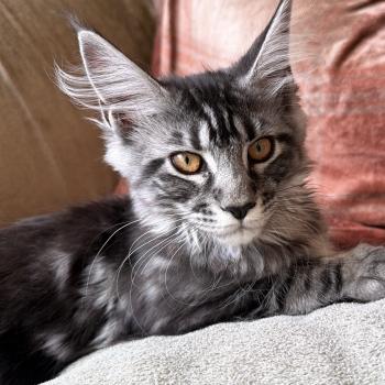 kätzchen Maine Coon Nova House of Lakisha
