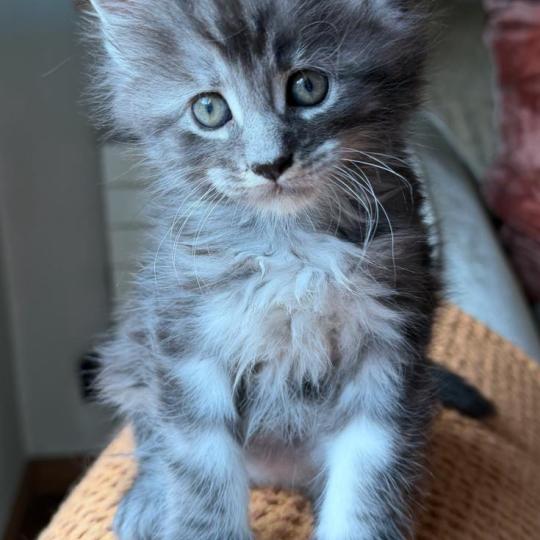 kätzchen Maine Coon Numa House of Lakisha