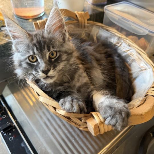 kätzchen Maine Coon Numa House of Lakisha