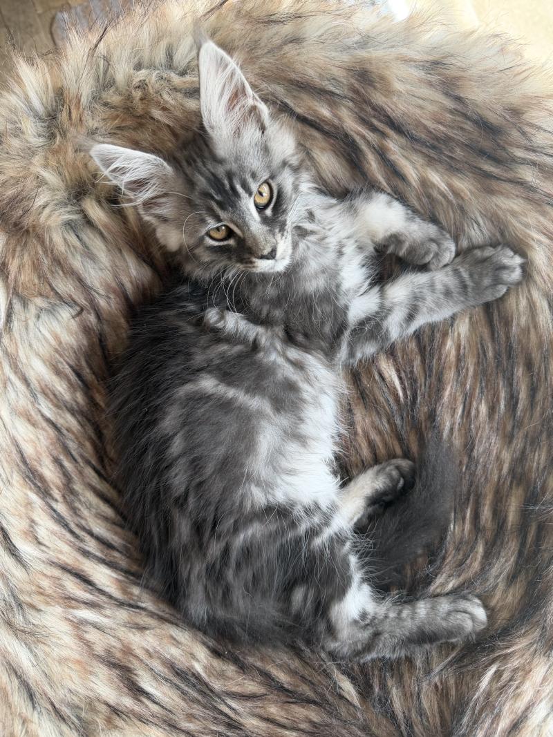 Numa Männlich Maine Coon