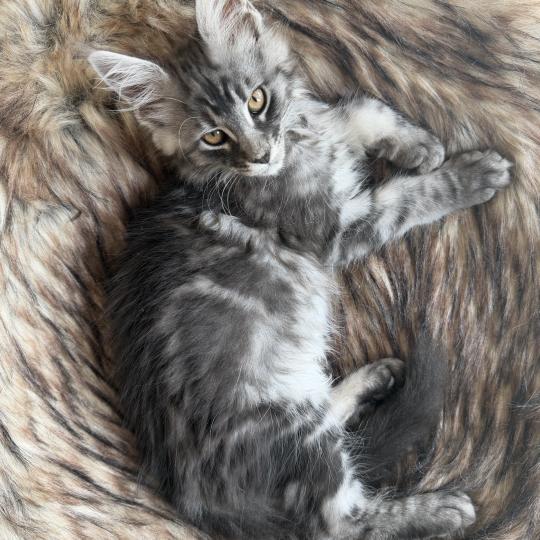 kätzchen Maine Coon Numa House of Lakisha