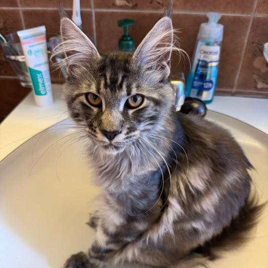 kätzchen Maine Coon Numa House of Lakisha