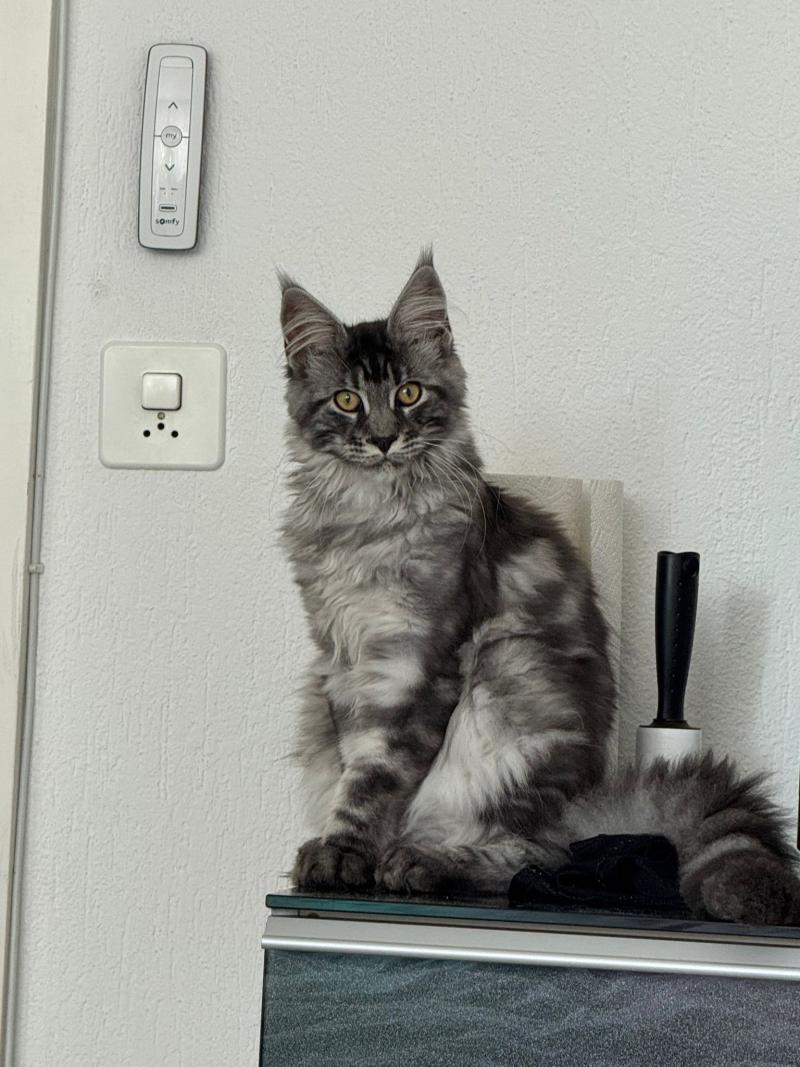 Numa Männlich Maine Coon