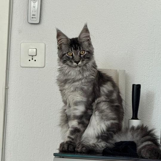 kätzchen Maine Coon Numa House of Lakisha