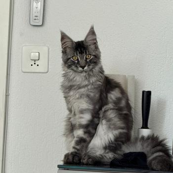 kätzchen Maine Coon Numa House of Lakisha
