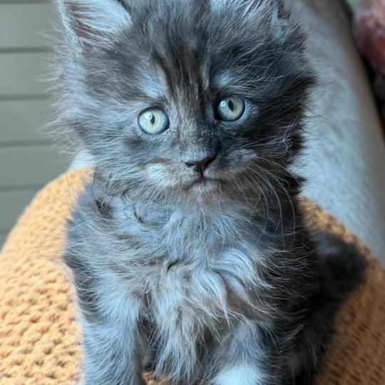 kätzchen Maine Coon Nisha House of Lakisha
