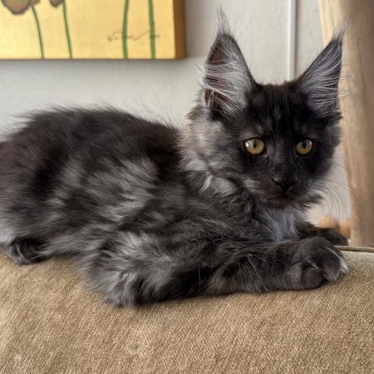 kätzchen Maine Coon Nisha House of Lakisha