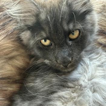 kätzchen Maine Coon Nisha House of Lakisha