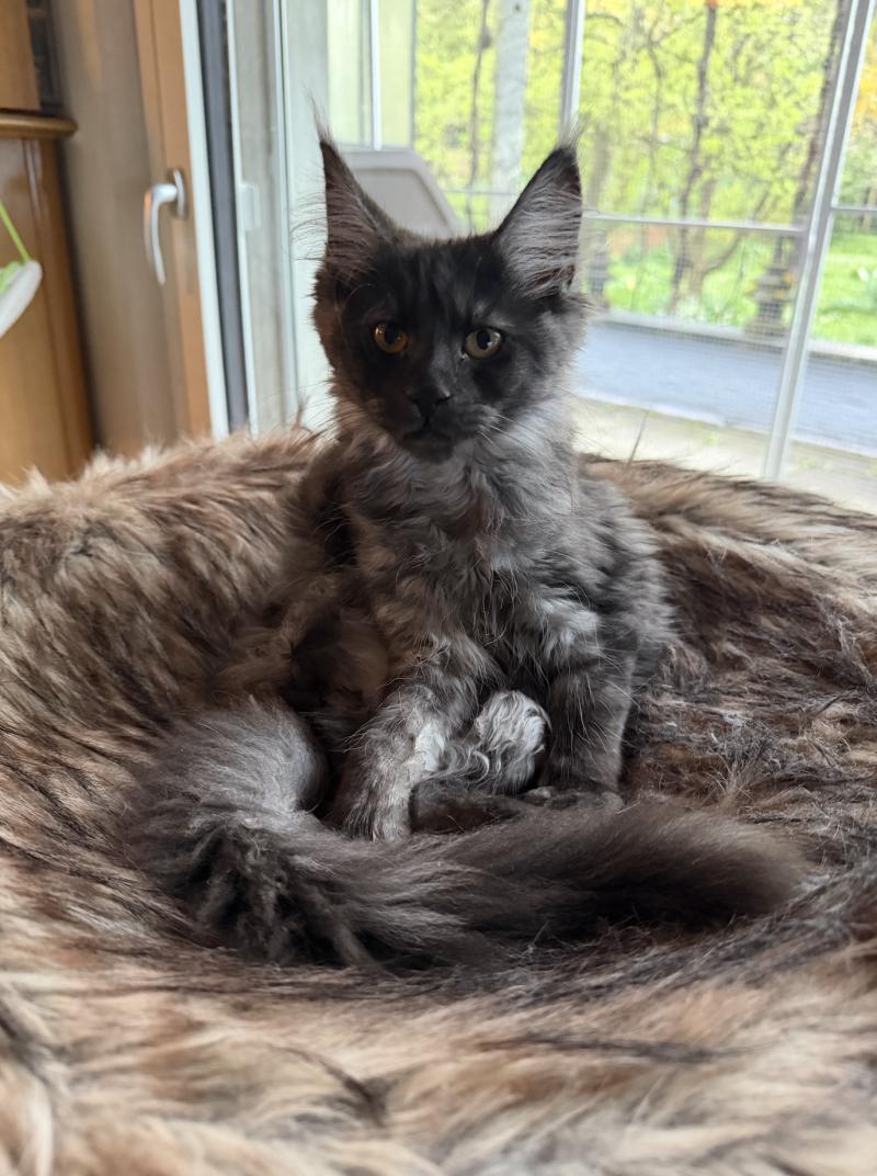 Nisha Weiblich Maine Coon