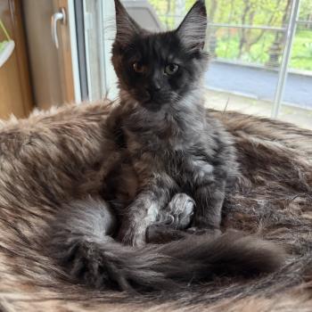 kätzchen Maine Coon Nisha House of Lakisha