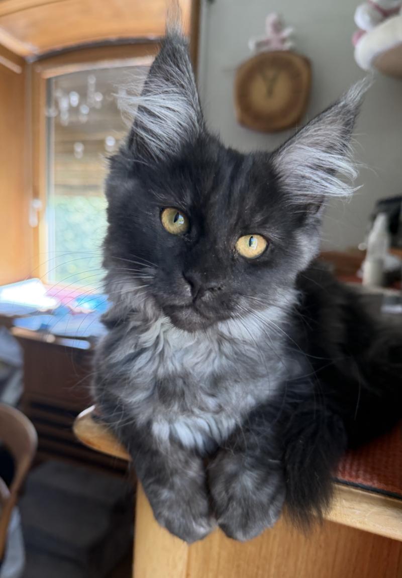 Nisha Weiblich Maine Coon