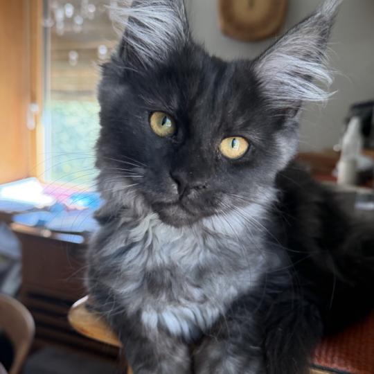 kätzchen Maine Coon Nisha House of Lakisha