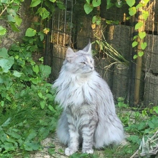 katze Maine Coon Lancelot von Ivy's Diamonds House of Lakisha