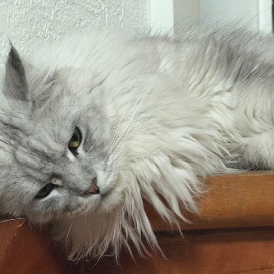 katze Maine Coon black silver blotched tabby Lancelot von Ivy's Diamonds House of Lakisha