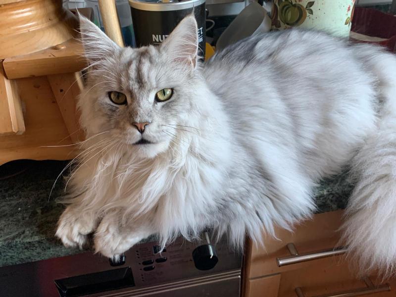 Lancelot Männlich Maine Coon