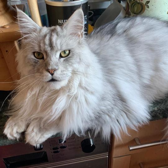 Lancelot Männlich Maine Coon