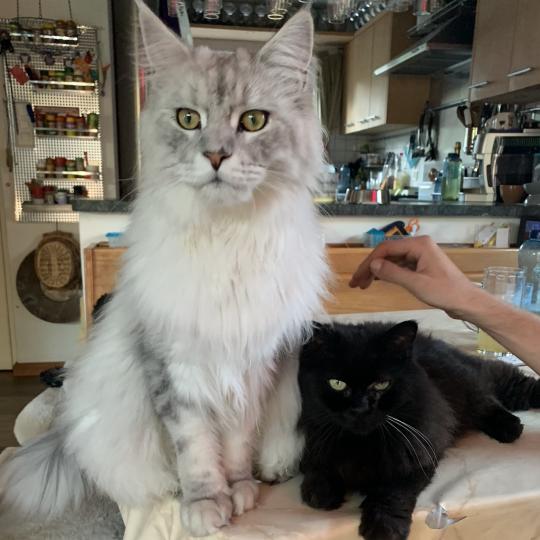 katze Maine Coon black silver blotched tabby Lancelot von Ivy's Diamonds House of Lakisha