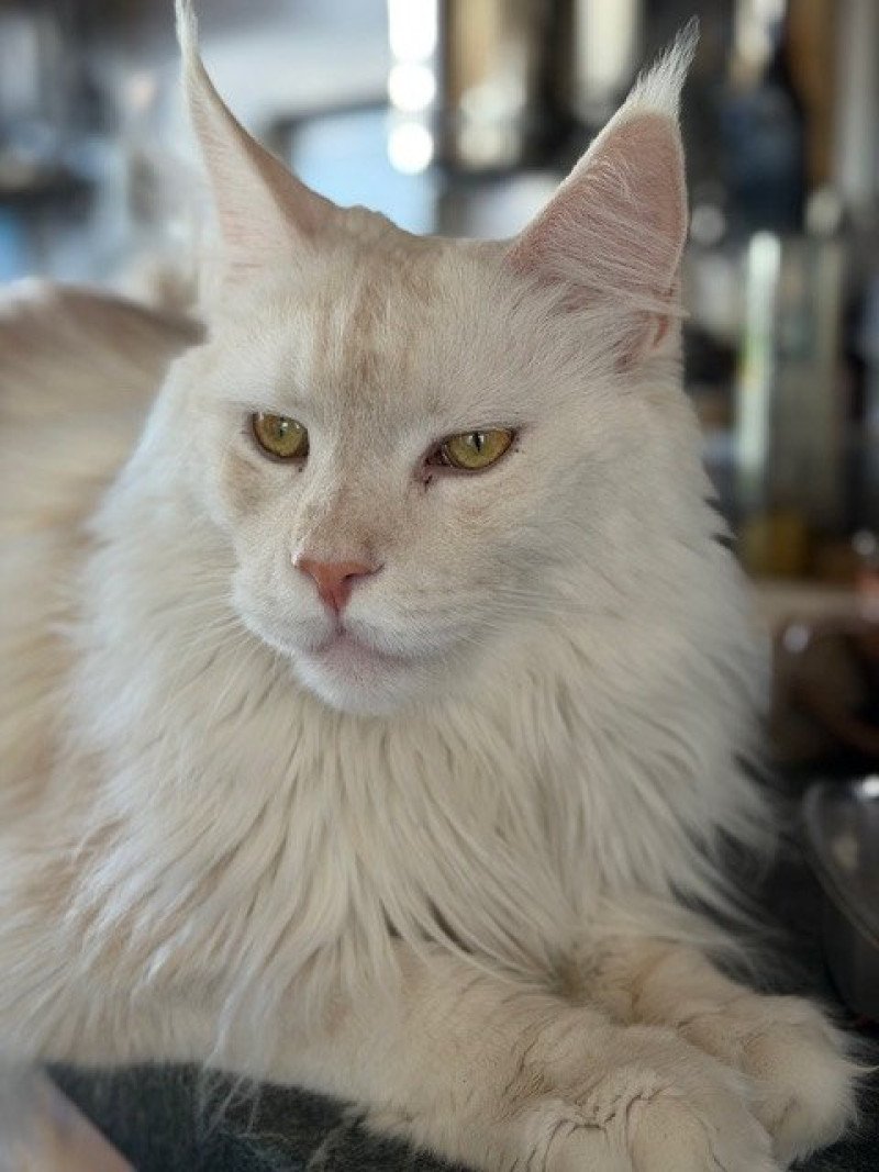 Merlin Männlich Maine Coon