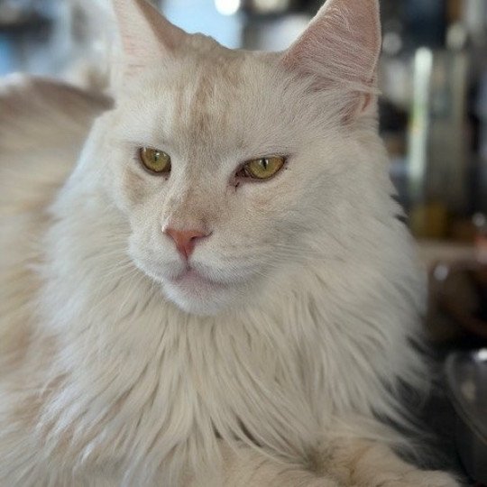 Merlin Männlich Maine Coon