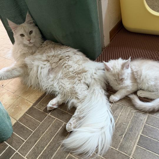 katze Maine Coon red white silver blotched tabby medaillon - locket - bikini - toes Limo von Ivy's Diamonds House of Lakisha