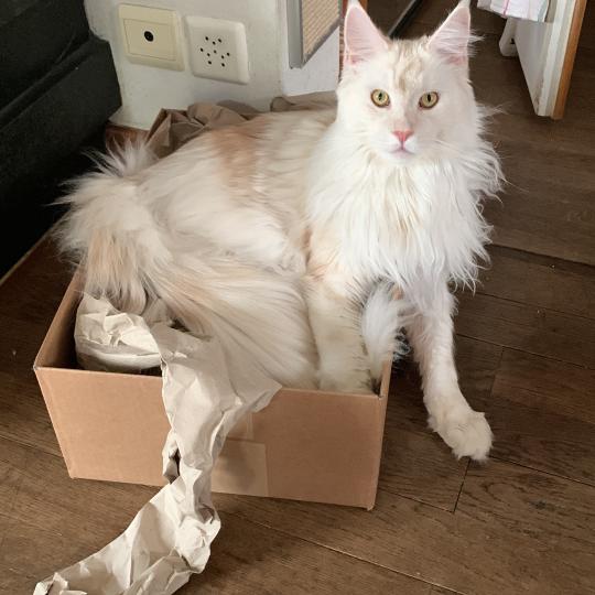katze Maine Coon red white silver blotched tabby medaillon - locket - bikini - toes Limo von Ivy's Diamonds House of Lakisha