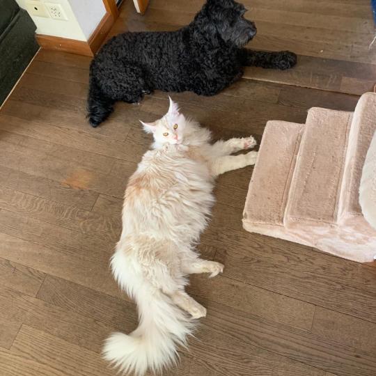 katze Maine Coon red white silver blotched tabby medaillon - locket - bikini - toes Limo von Ivy's Diamonds House of Lakisha