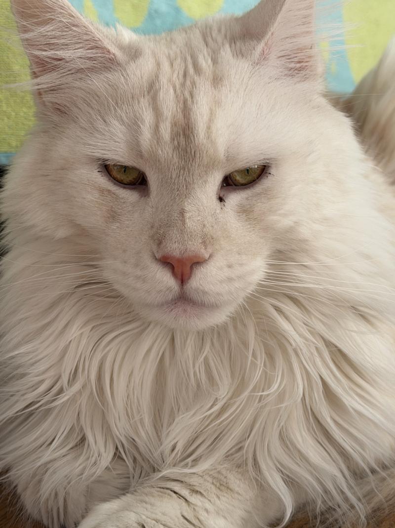 Merlin Männlich Maine Coon