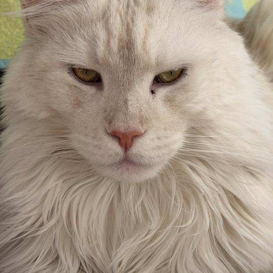 Merlin Männlich Maine Coon