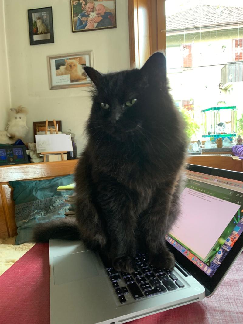 Luna Weiblich Maine Coon