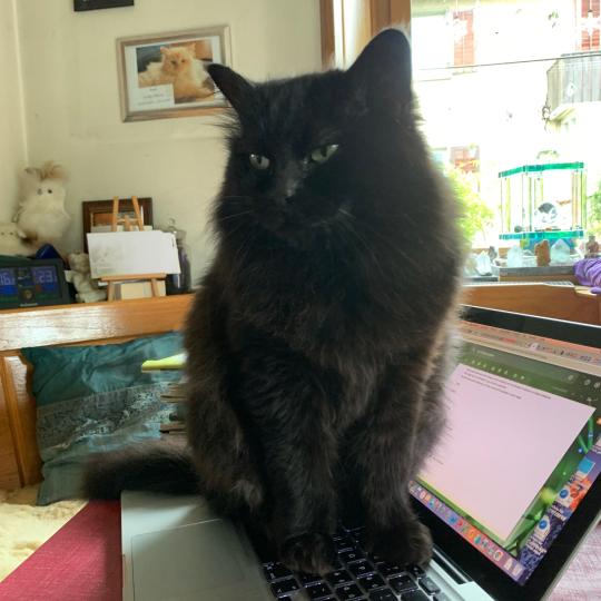 Luna Weiblich Maine Coon