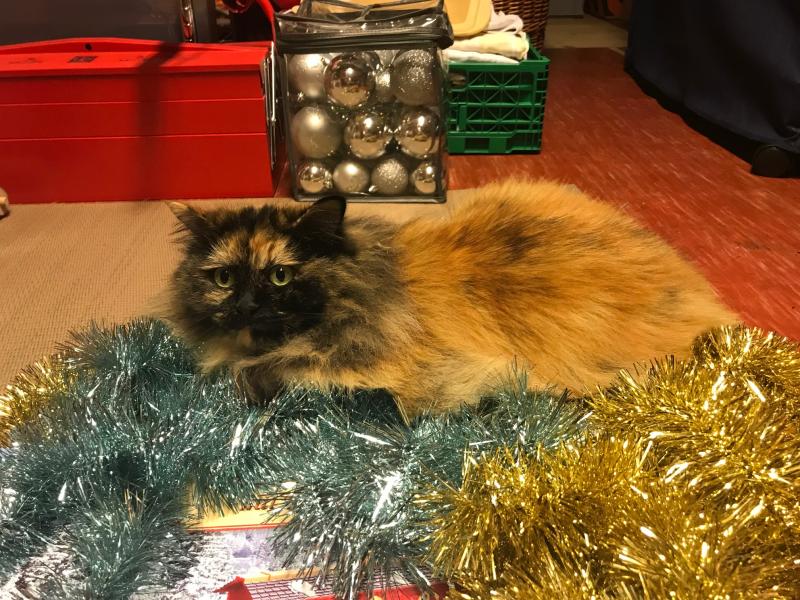 Maisha Weiblich Maine Coon