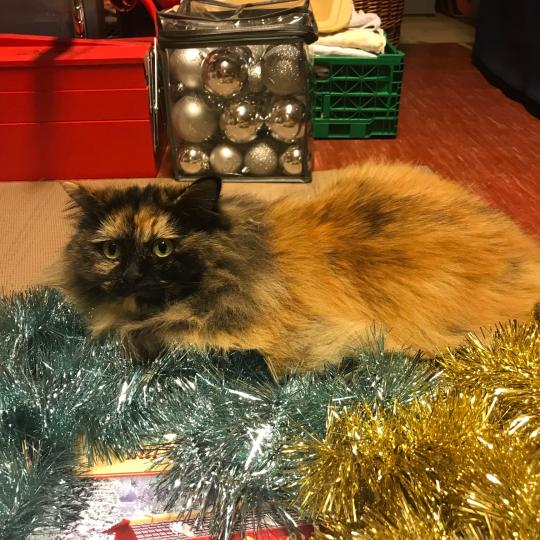Maisha Weiblich Maine Coon