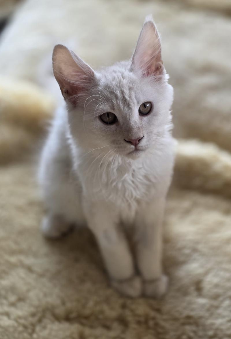 Nour Männlich Maine Coon