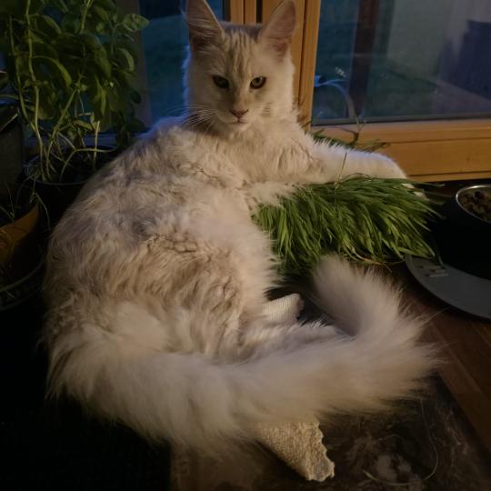 kätzchen Maine Coon Nour House of Lakisha