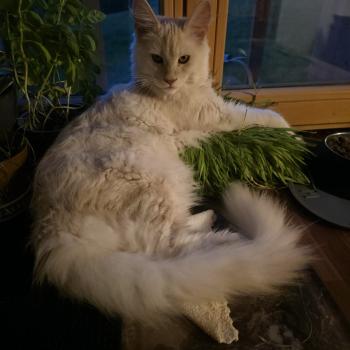 kätzchen Maine Coon Nour House of Lakisha
