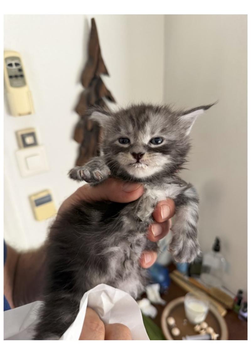 Nadir Männlich Maine Coon