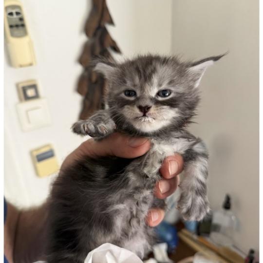 Nadir Männlich Maine Coon