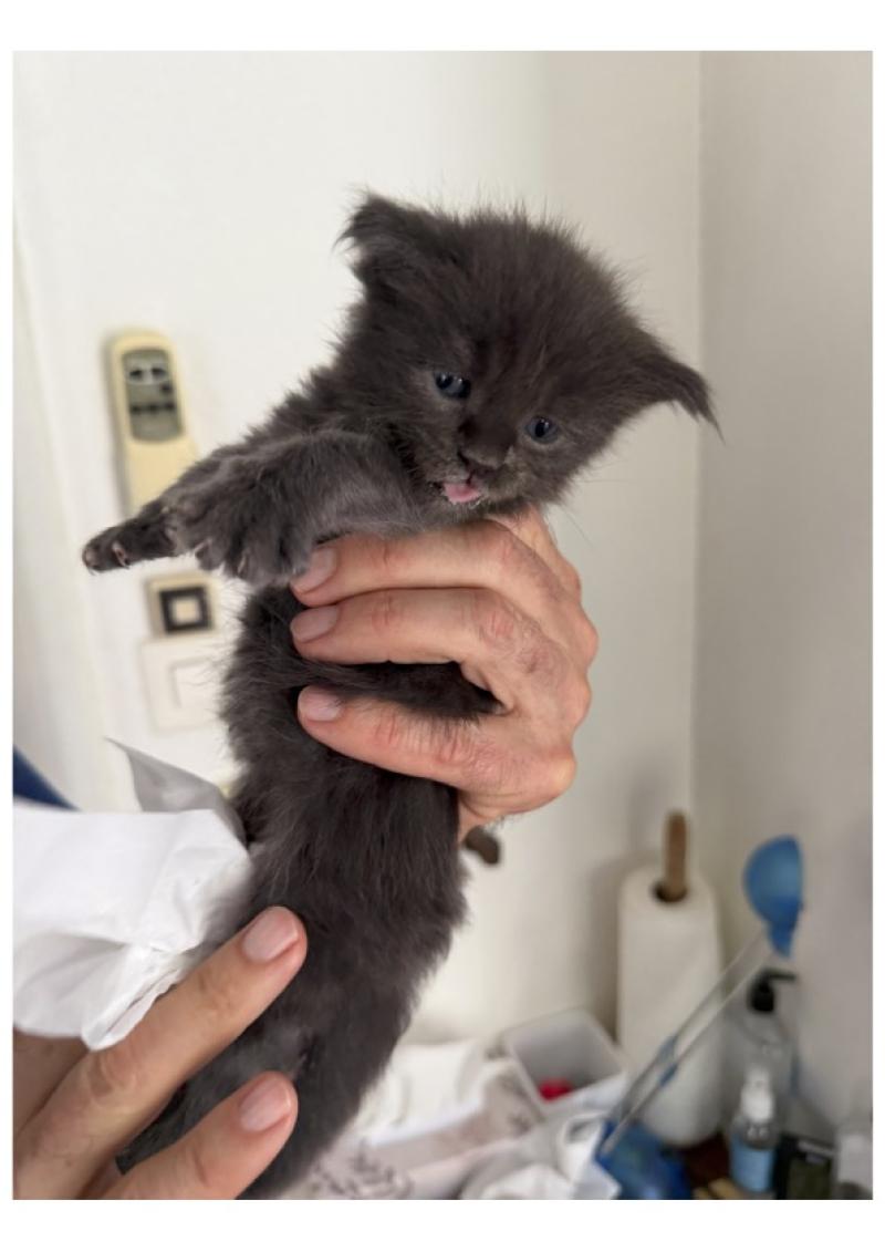 Nakani Weiblich Maine Coon