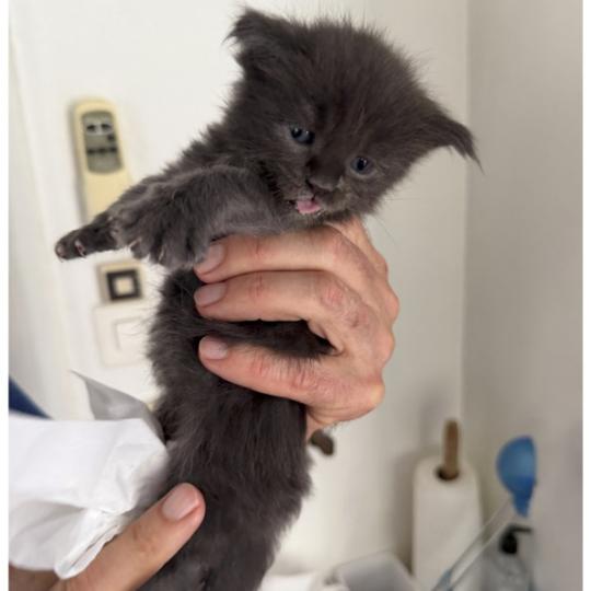 Nakani Weiblich Maine Coon