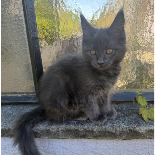 Nakani Weiblich Maine Coon