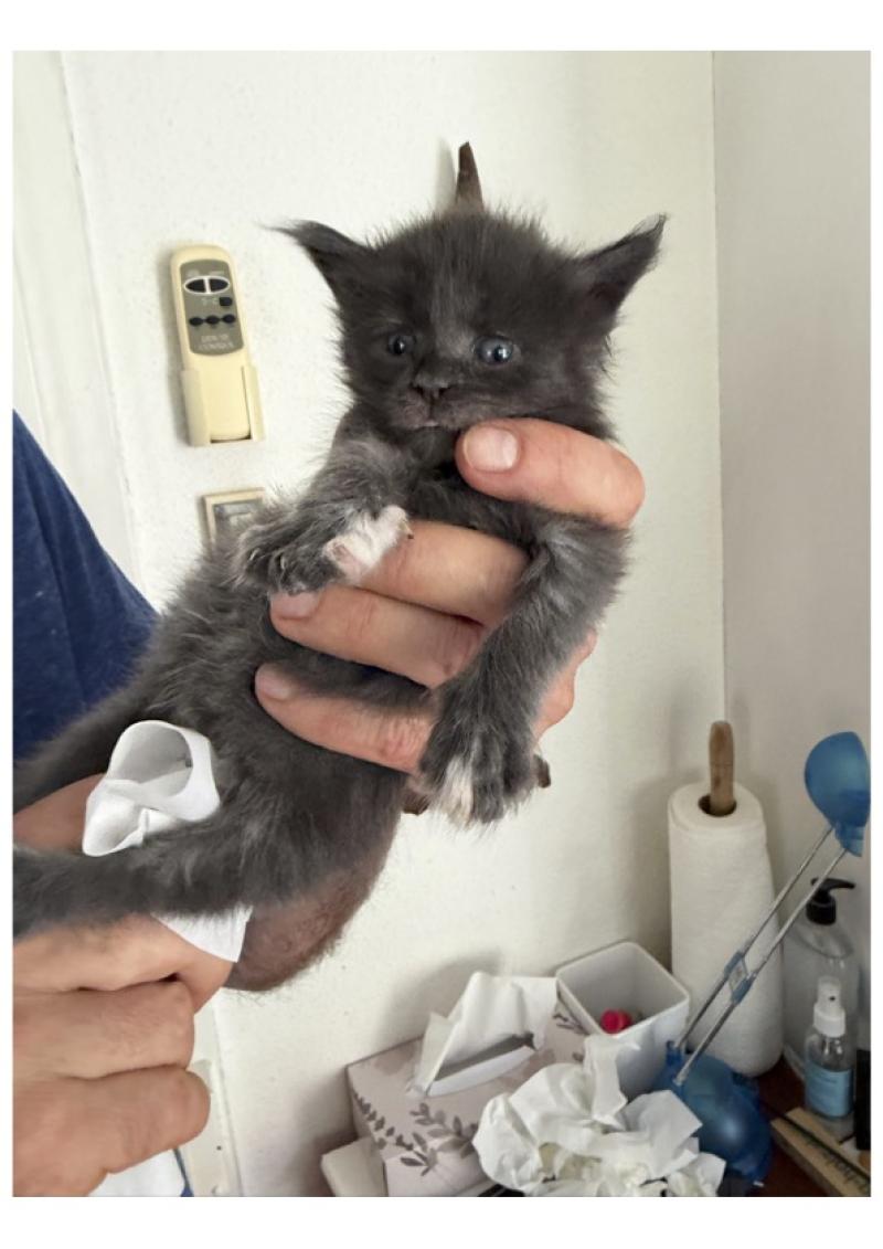Nanea Weiblich Maine Coon