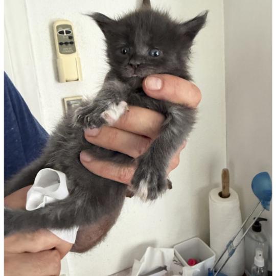 Nanea Weiblich Maine Coon