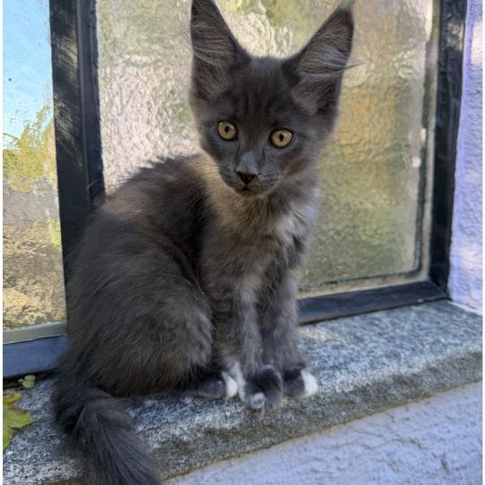 Nanea Weiblich Maine Coon