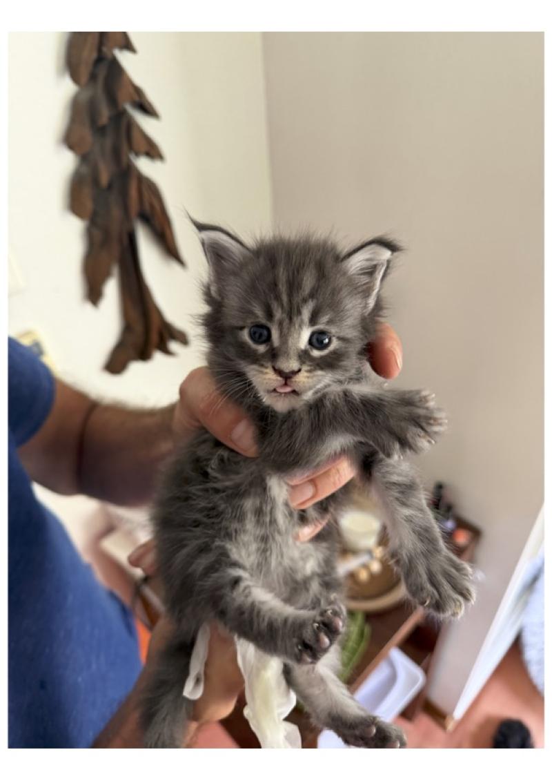 Nikan Männlich Maine Coon